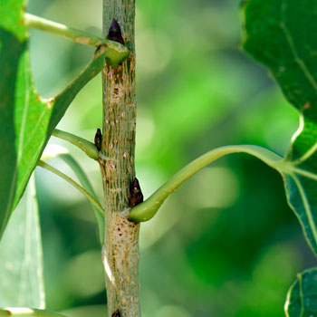 Fremont Cottonwood has inconspicuous green or yellow-green flowers and yellowish twigs. Populus fremontii